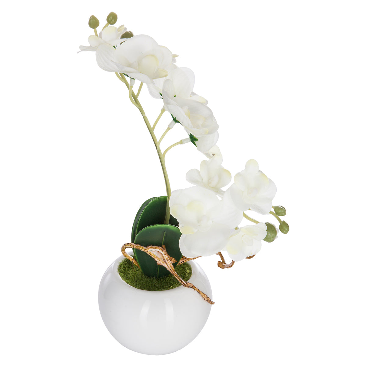 Orchidée en pot H 25
