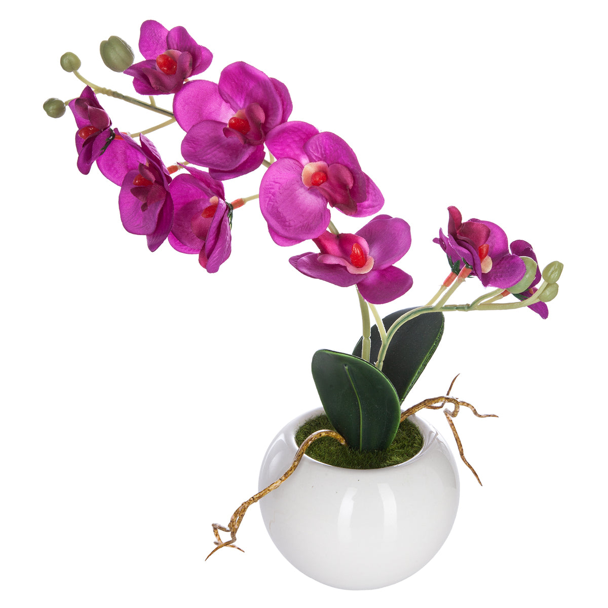 Orchidée en pot H 25